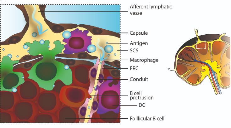Lymph-node antigen transport schematic