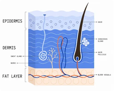 Skin layers